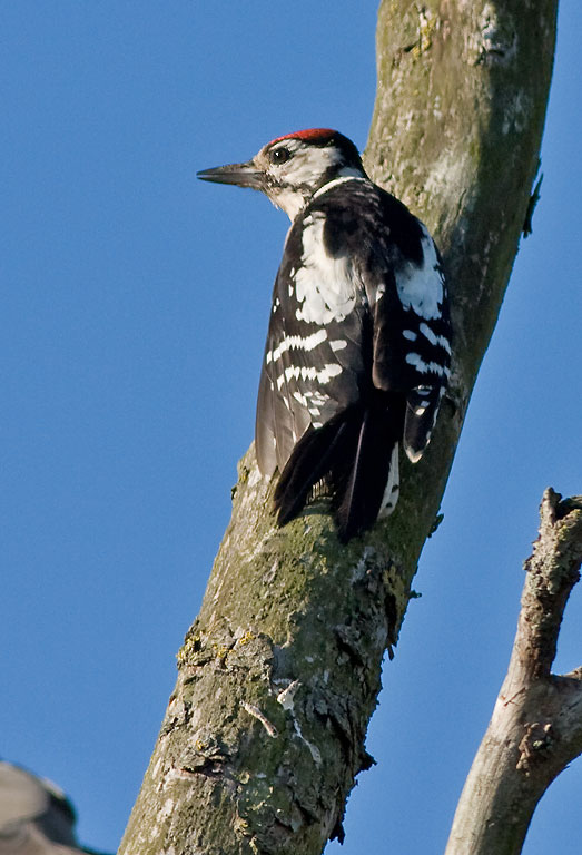 Great Spotted Woodpecker  juv -  Stor Flagspætte Dendrocopos major