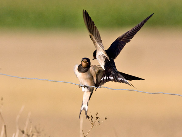 Barn Swallow - Landsvale - Hirundo rustica