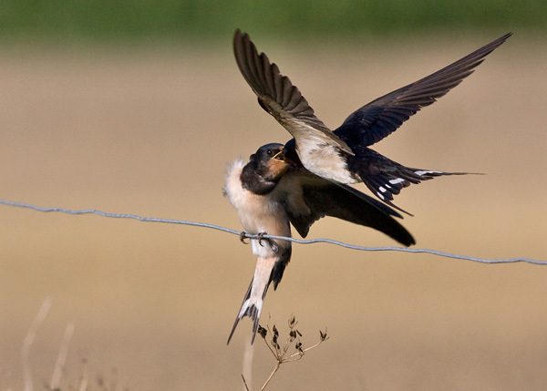 Barn Swallow - Landsvale - Hirundo rustica