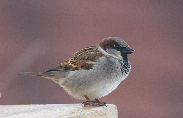 House Sparrow male - Grspurv han - Passer domesticus
