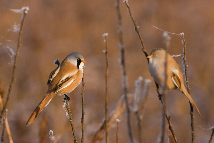 Bearded Tit  - Skgmejse- Panurus biarmicus