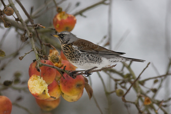 Fieldfare- Sjagger - Turdus pilaris eating  the apple Elstar