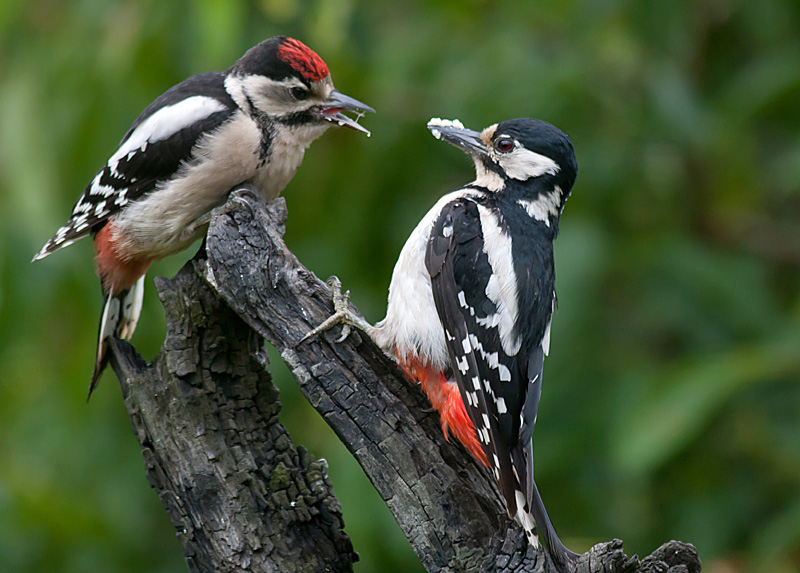 Great Spotted Woodpecker  juv and adult female -  Stor Flagspætte Dendrocopos major