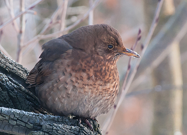 Blackbird - Solsort - Turdus merula