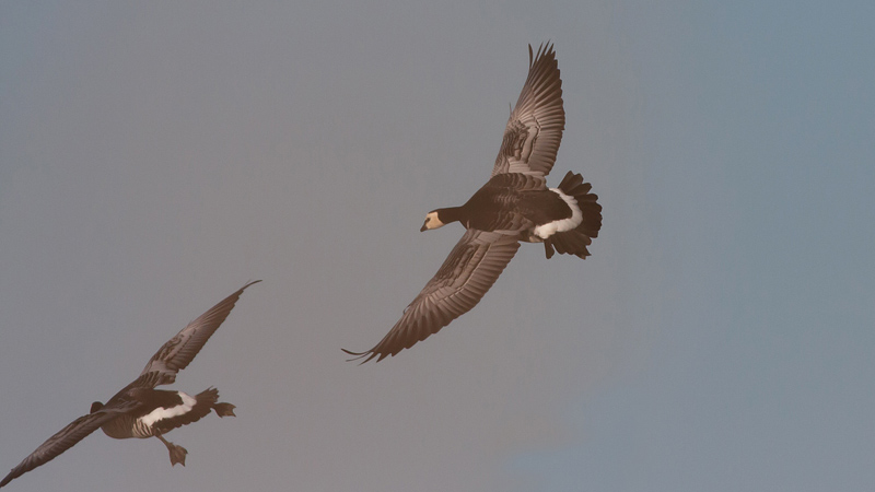 Barnacle Goose - Bramgs - Branta leucopsis