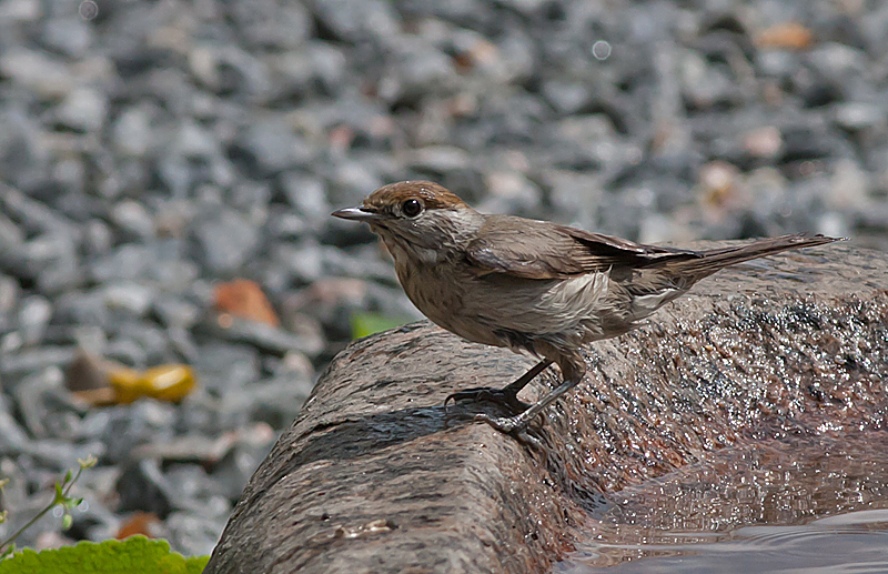 Blackcap female - Munk - Sylvia atricapilla