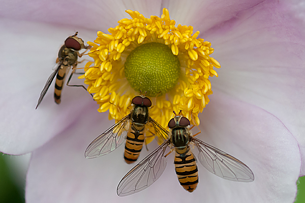 Dobbeltbndet Svirreflue - Episyrphus balteatus