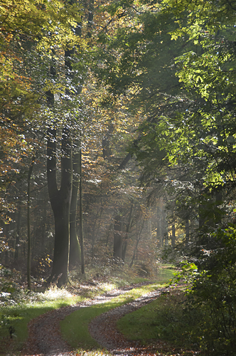Autumn days in the Wood - Vr Skov