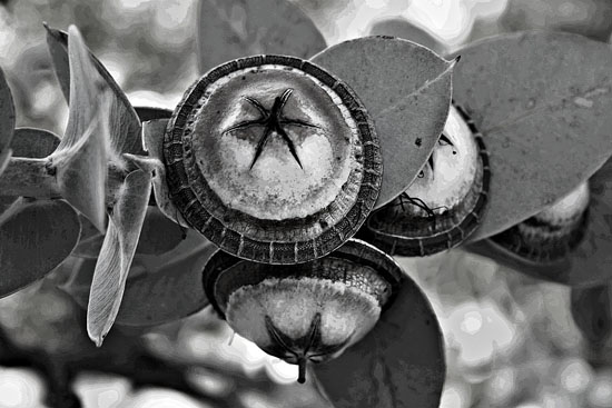 34-Buttons BW.jpg