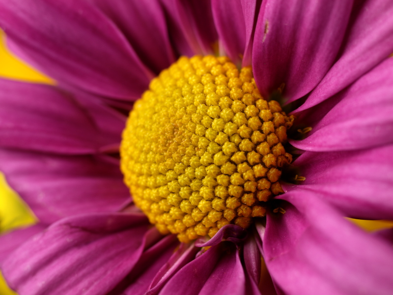 mauve.