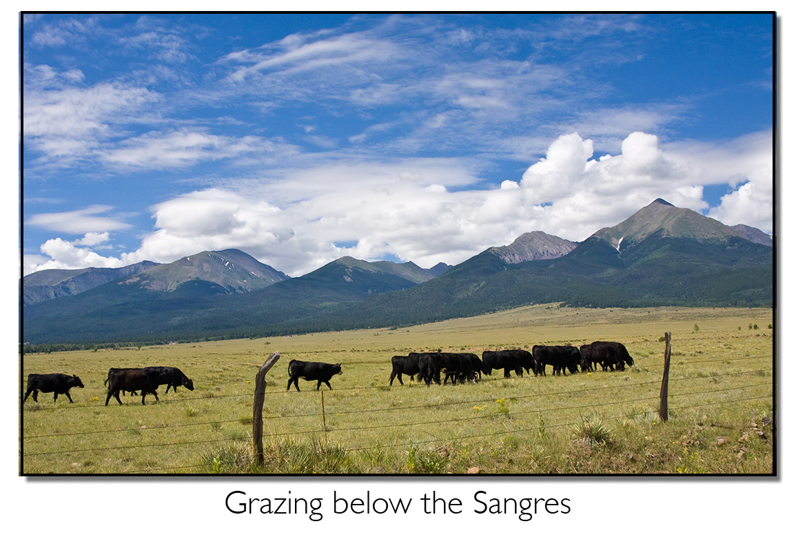 Grazing in the Sangres