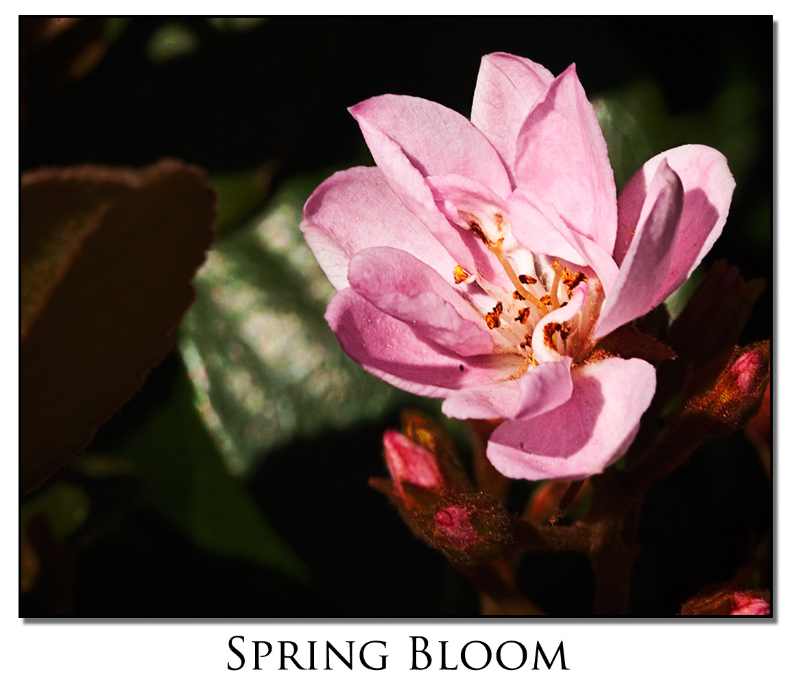 Spring Bloom
