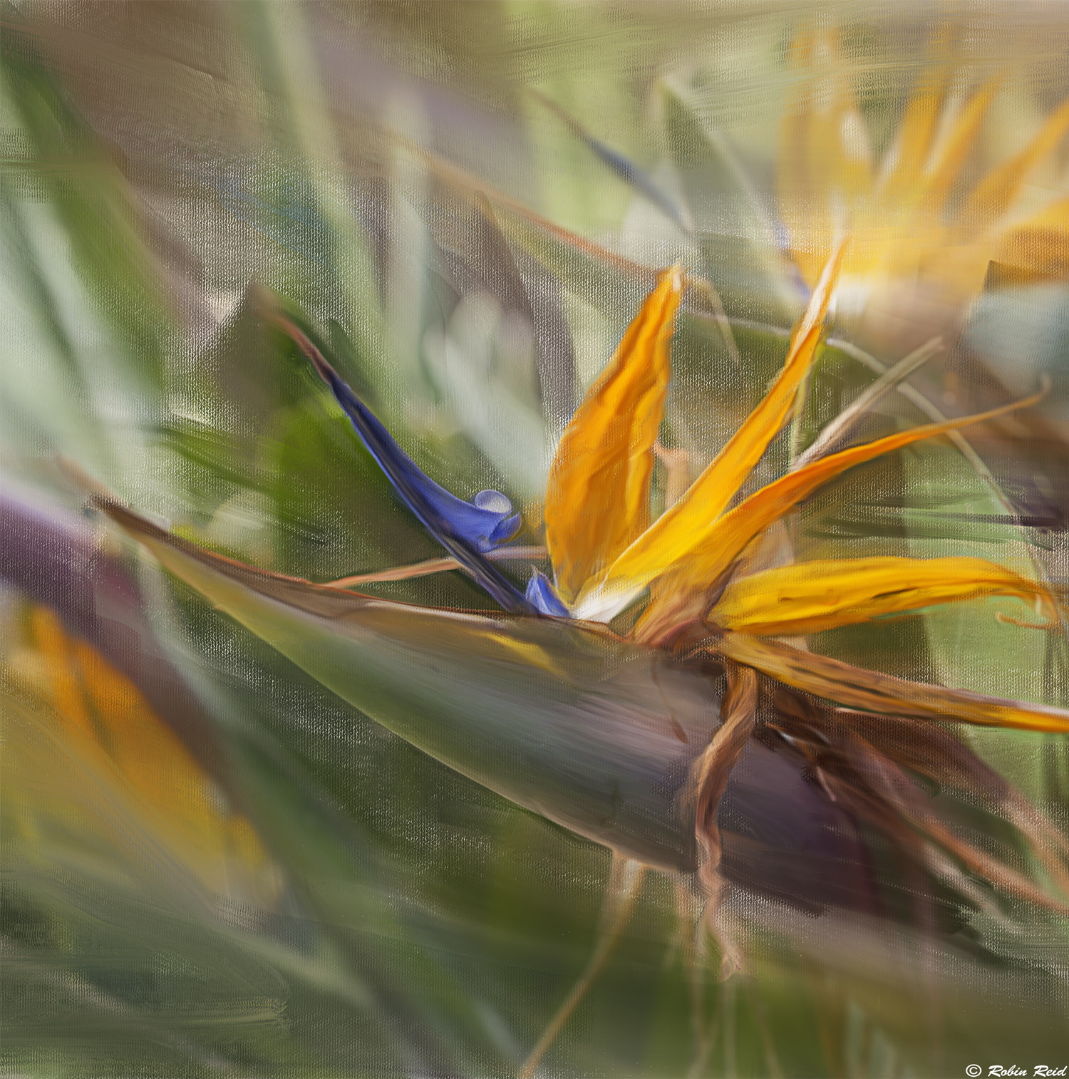 Bird of Paradise