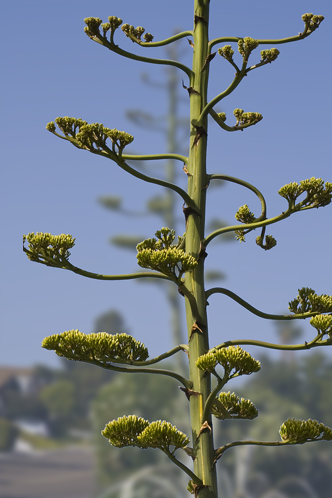 June 14:  Yucca Bloom?
