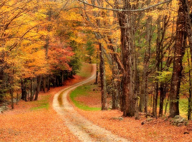 Forest Path