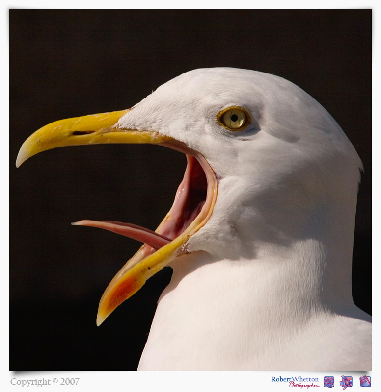 Seagull.jpg