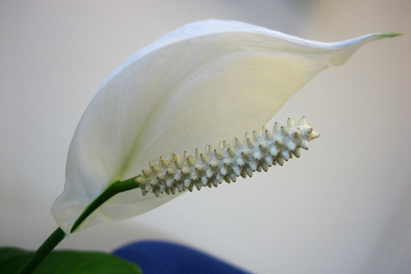 White Flower