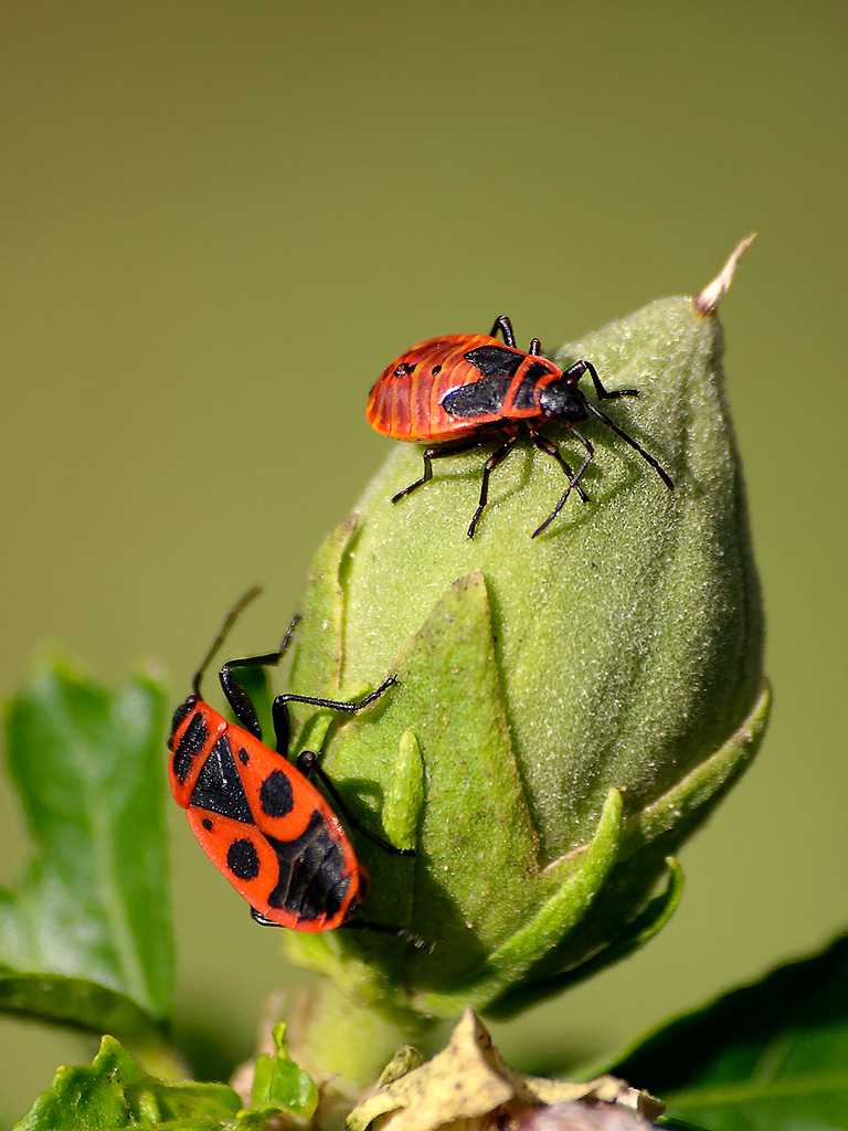 Bud bugs
