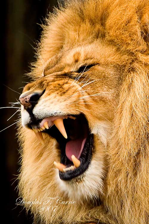 Lions Roar