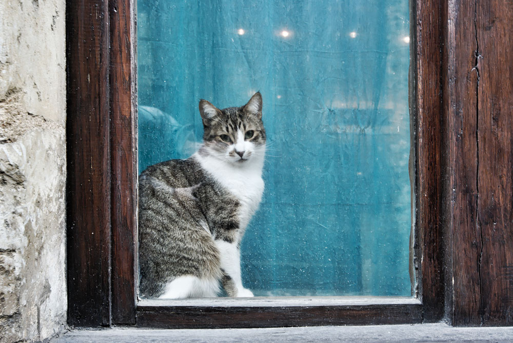 chat du vieux mans