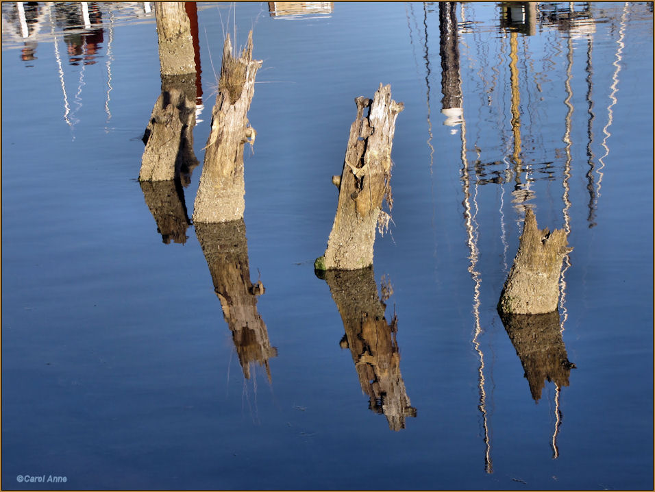 Pilings  River Reflections.jpg