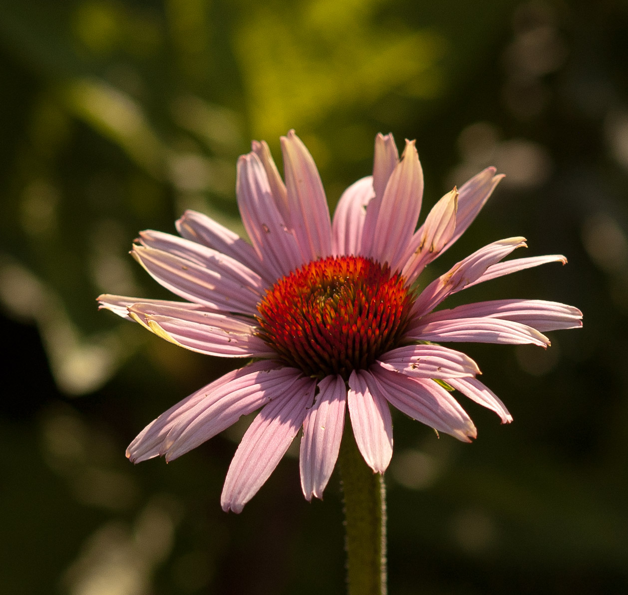 Nikon D70s and Opteka Samyang 85mm f1.4.jpg