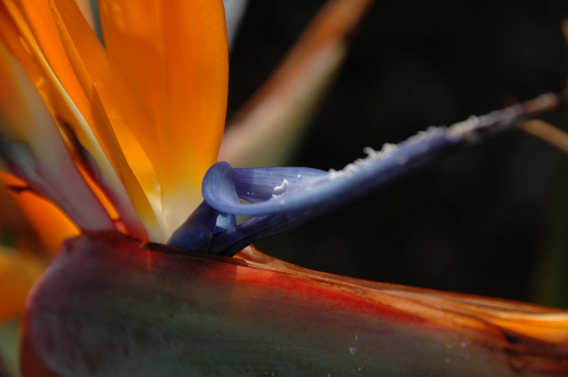 Carlsbad flowers (1)