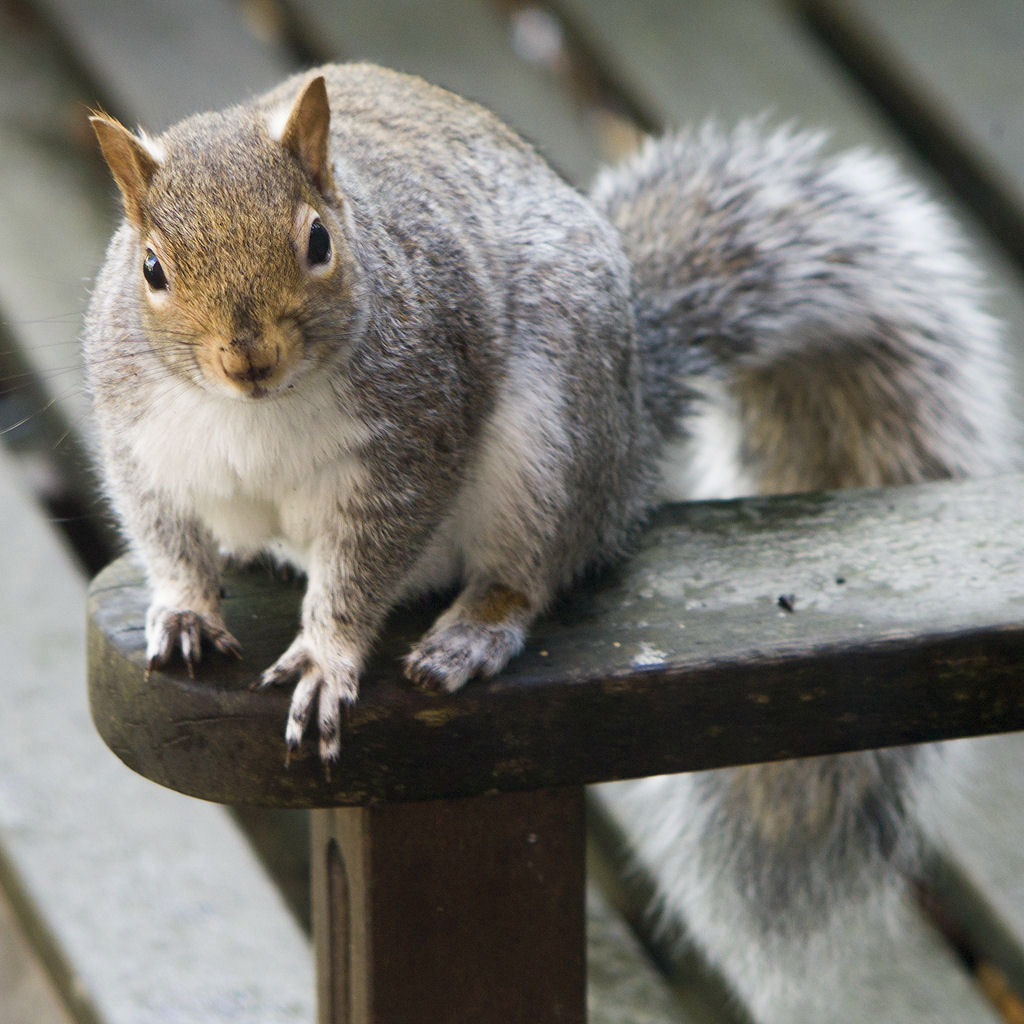2013Jan - Confident squirrel