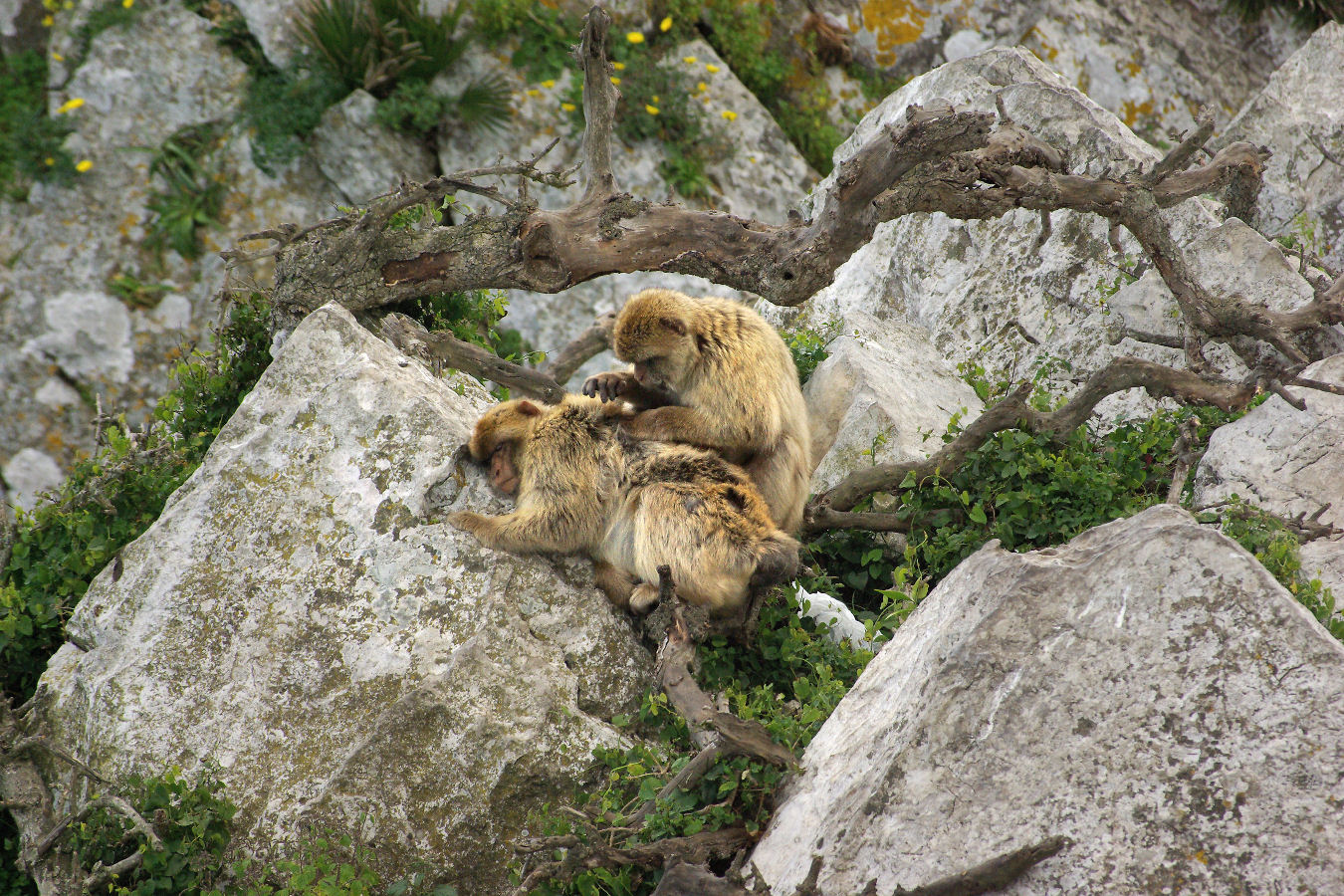 2008 - Gibraltar - IMGP1030