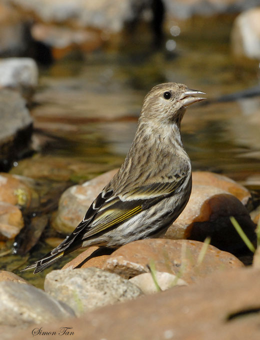 2009_1142_PISI.jpg