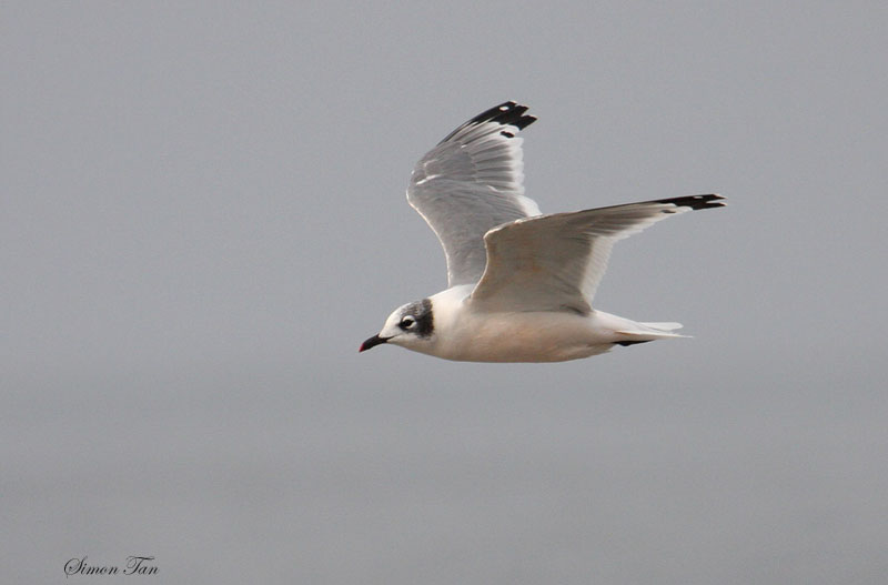 Peru09_212_Franklins-Gull.jpg