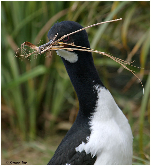 120_206-Auckland-Shag.jpg