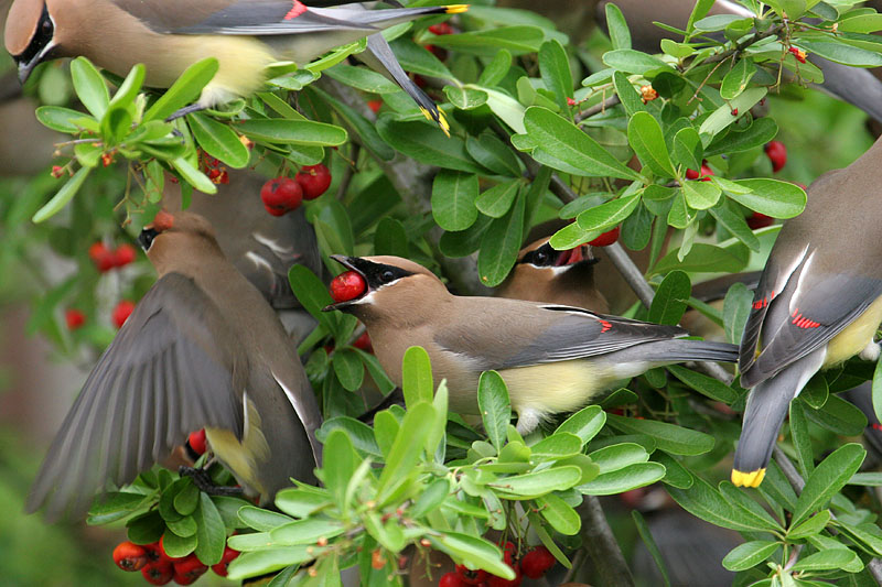 70326_508_Waxwings.jpg