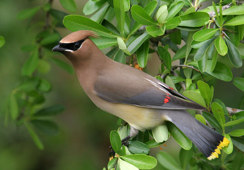 70326_526_Waxwing.jpg