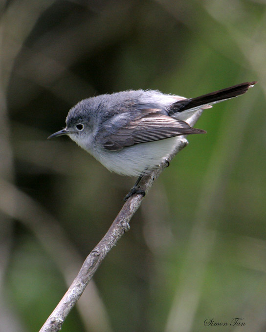 BGGN07-12-Blue-gray-Gnatcatcher.jpg