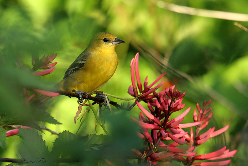 OROR07-36-Orchard-Oriole.jpg