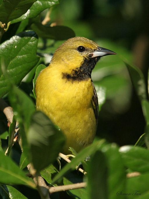 OROR07-44-Orchard-Oriole.jpg