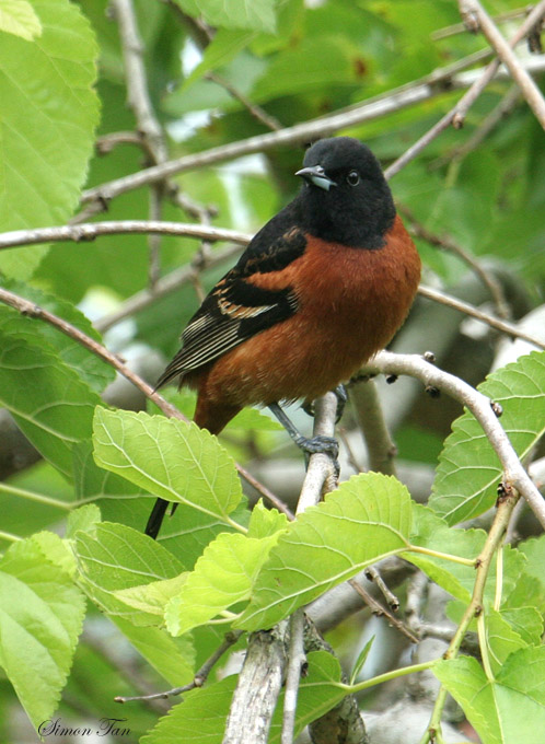 OROR07-56-Orchard-Oriole.jpg