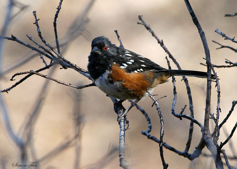 103-Pipilo-11-Spotted-Towhee.jpg