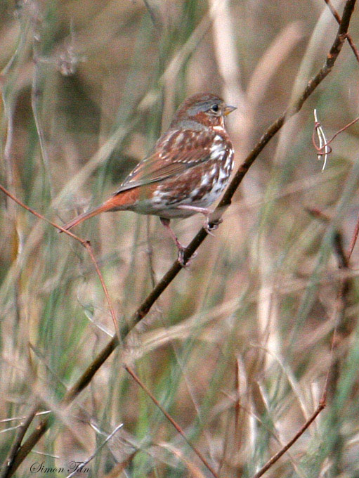 123-Passerella-15-Fox-Sparrow.jpg