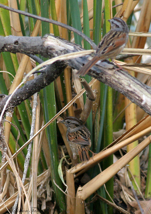 131-Melospiza-57-Swamp-Sparrow.jpg