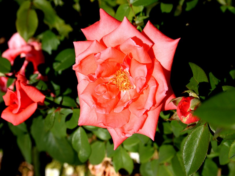 Harmony Rose.pb.jpg