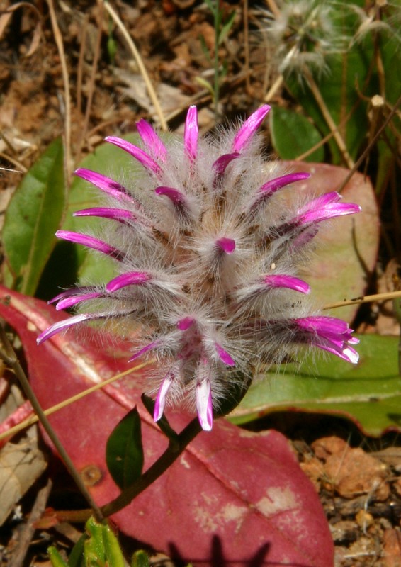 Ptilotus manglesii-Pom  Poms.pb.JPG