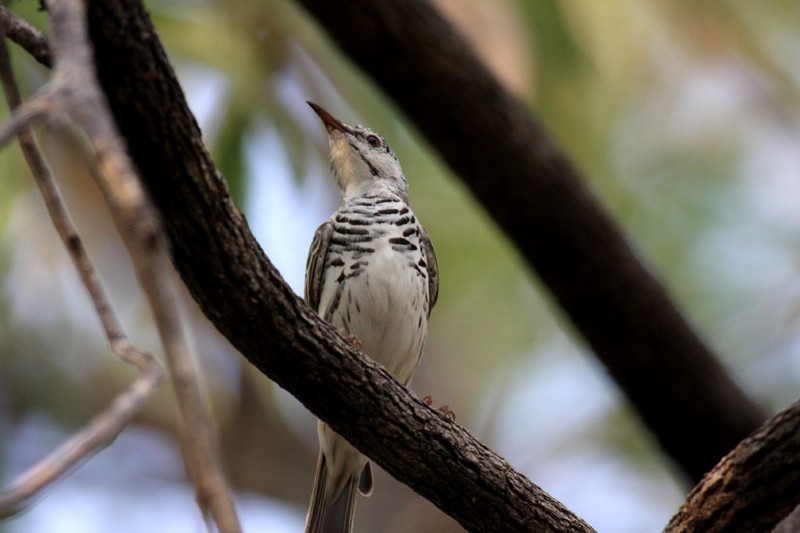 BAR-BREASTED HONEYEATER 2A.pb.JPG