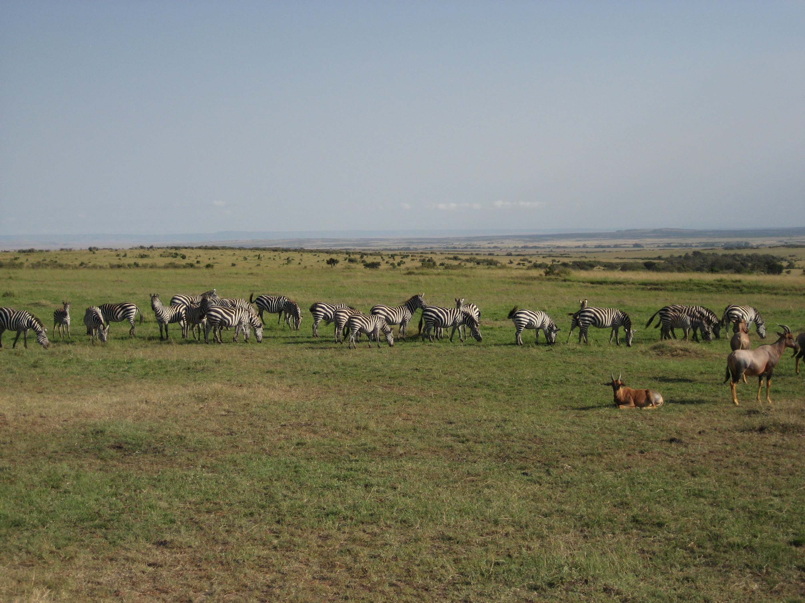 Zebras.