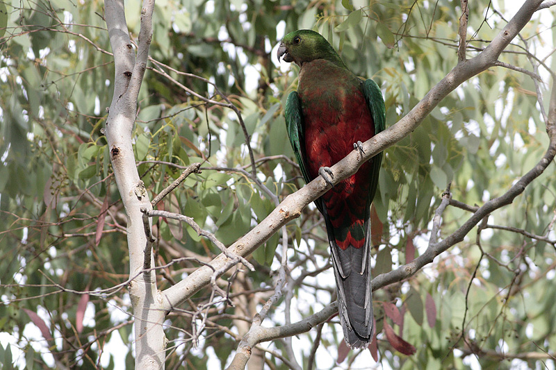 Australian King Parrot (Alisterus scapularis)