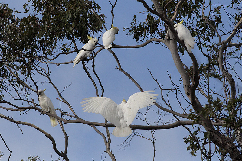 Sulphur-crested Cockatoo (Cacatua galerita)