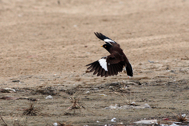 Common Mynah (Acridotheres tristis)