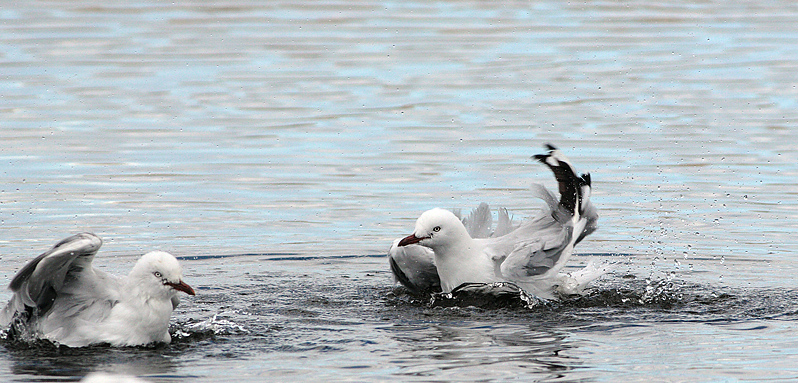 Silver Gull (Larus novaehollandie)