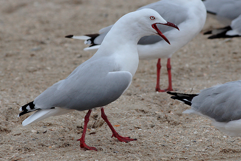 Silver Gull (Larus novaehollandie)